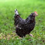 Chickens 2025-06-10 (62) – Copy